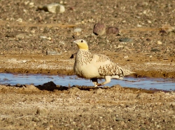 Spotted Sandgrouse